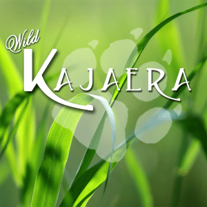 Wild Kajaera