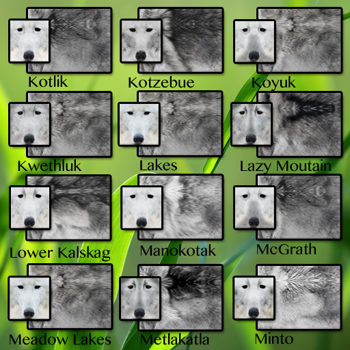 CID FUR TRAIT Ko - Mi