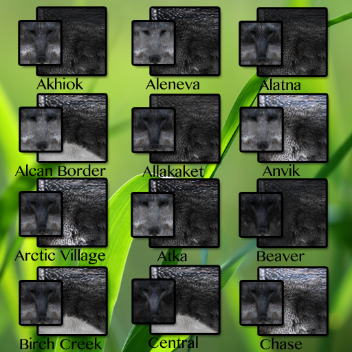 Gray Wolf Furs CP2 1