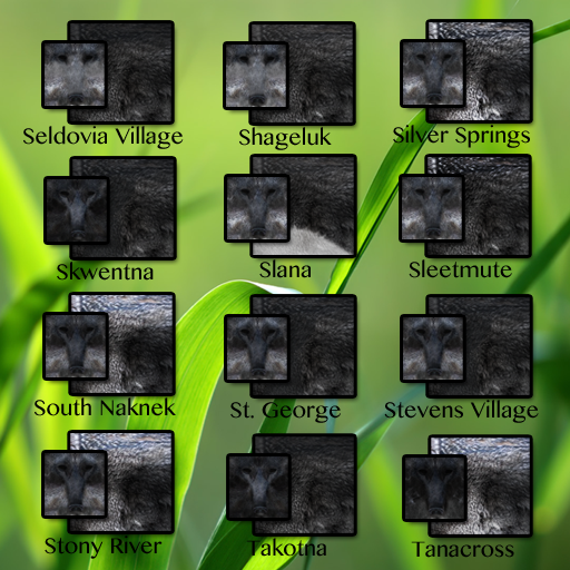 Gray Wolf Furs CP2 10