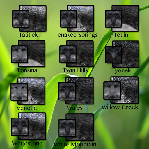 Gray Wolf Furs CP2 11