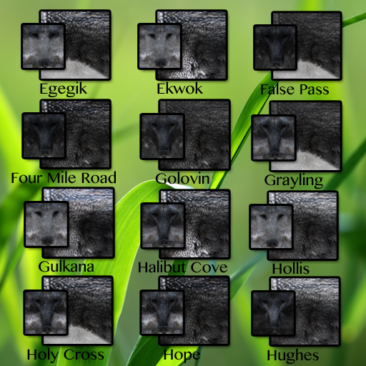 Gray Wolf Furs CP2 5