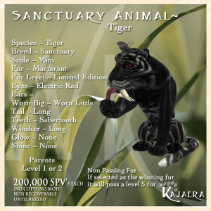 Sanctuary Tiger