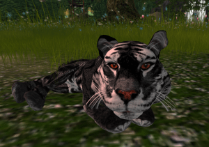 amur-tiger-coal-dust