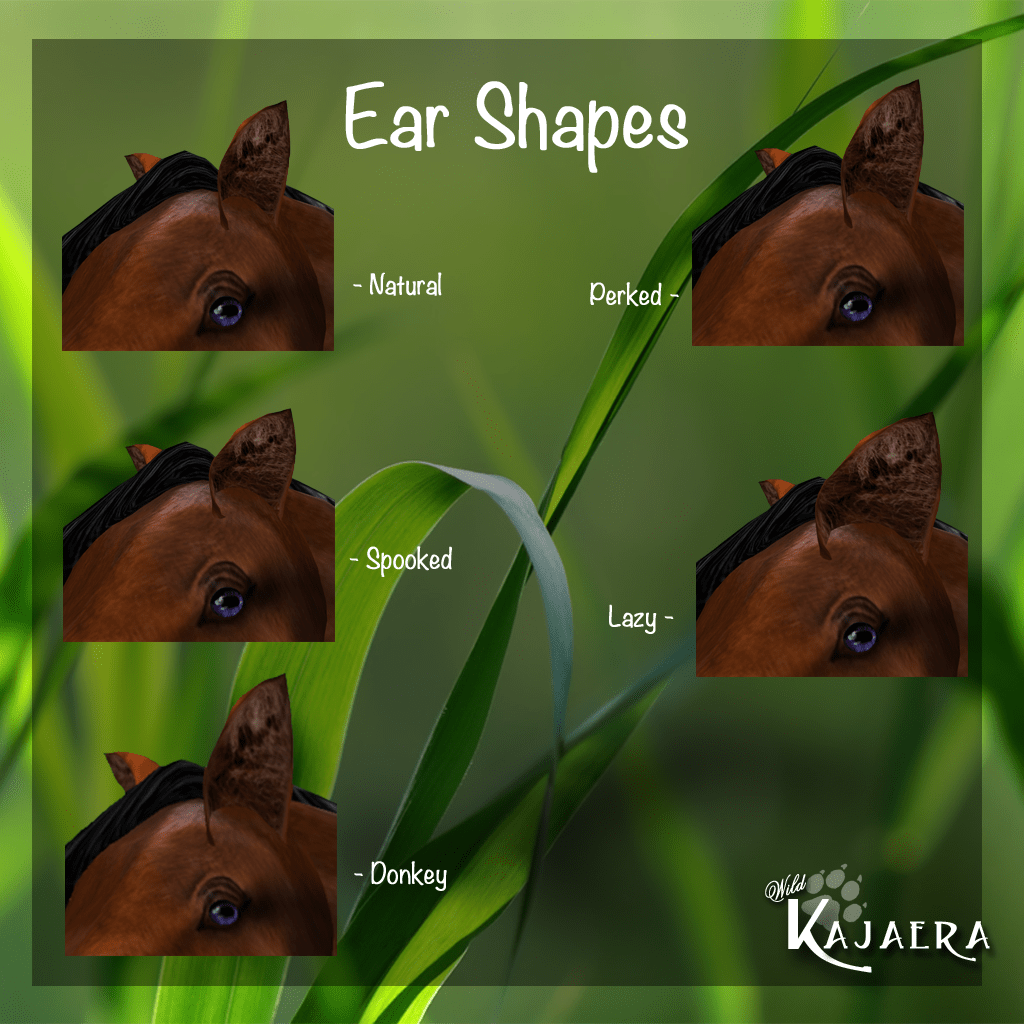 Ear Shapes