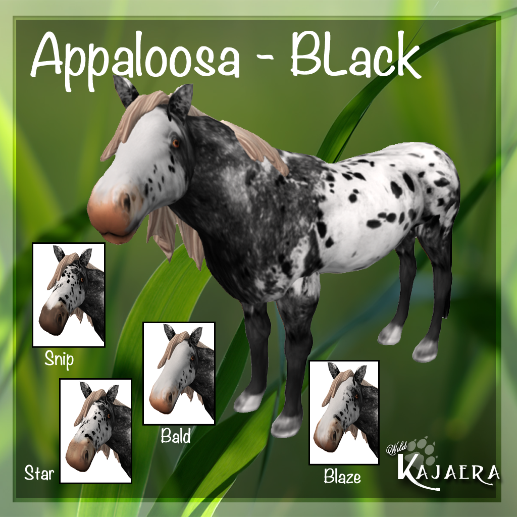 Appaloosa Black