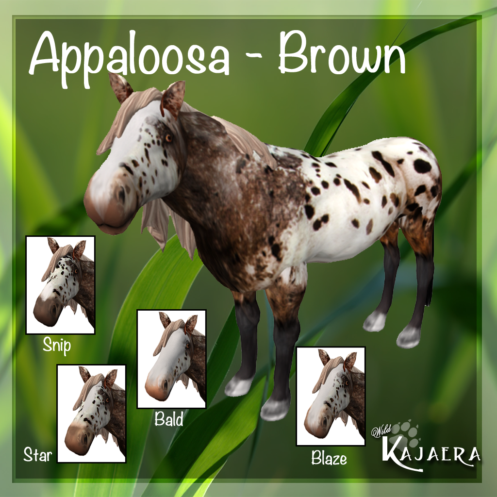 Appaloosa Brown