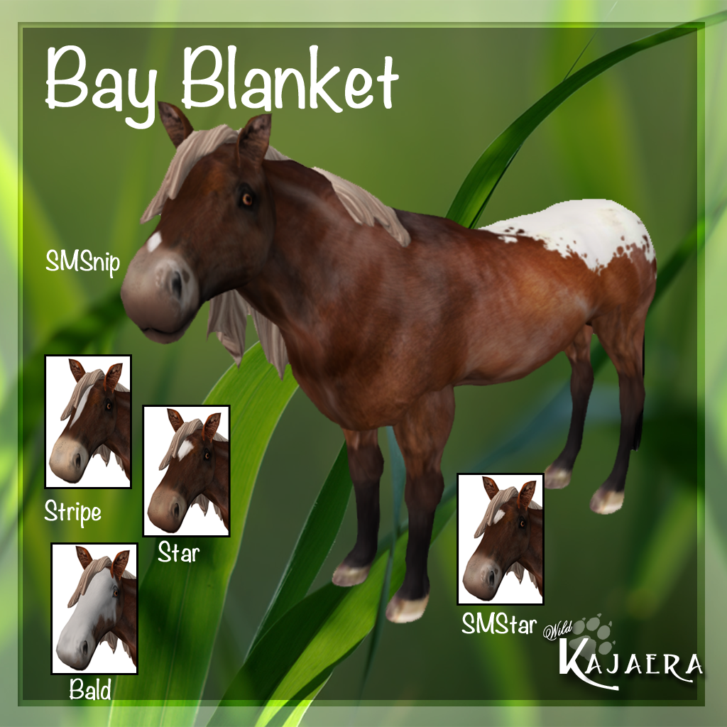 Bay Blanket