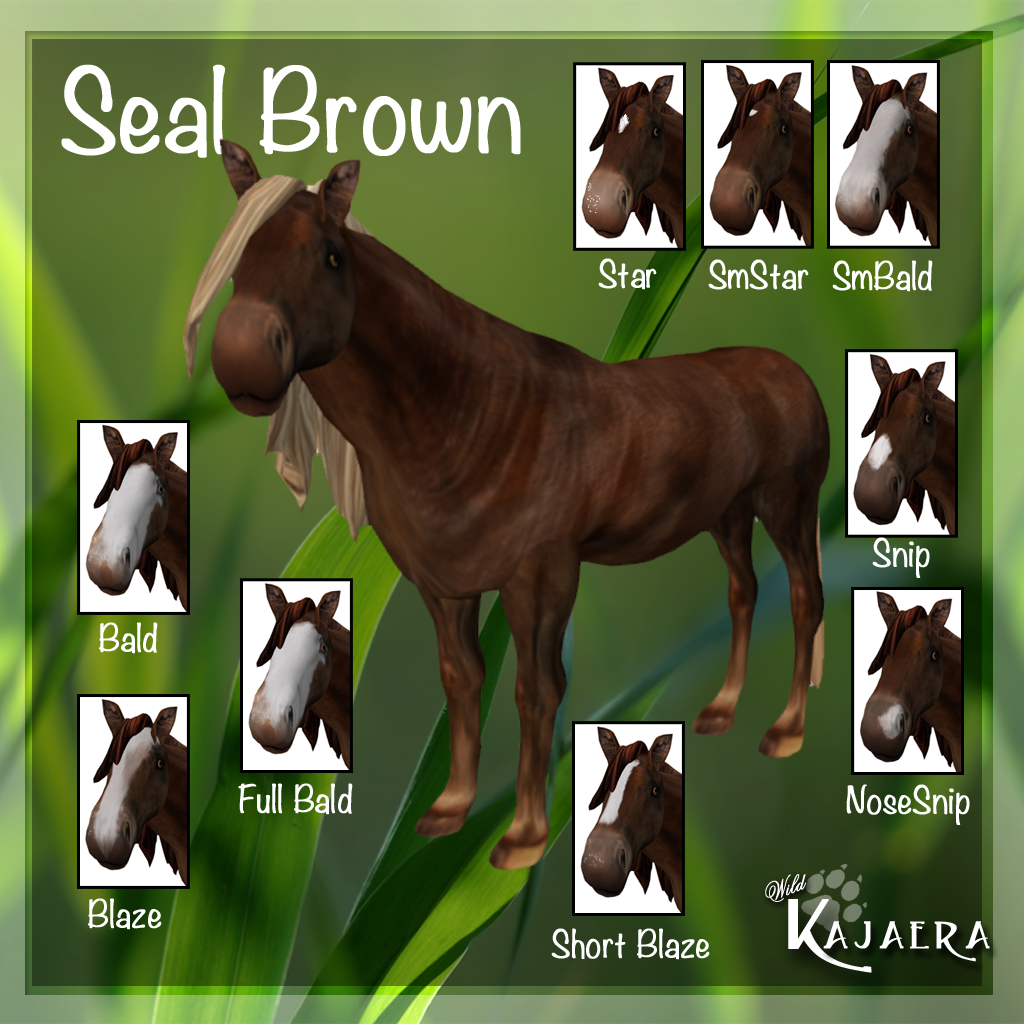 SealBrown Coat