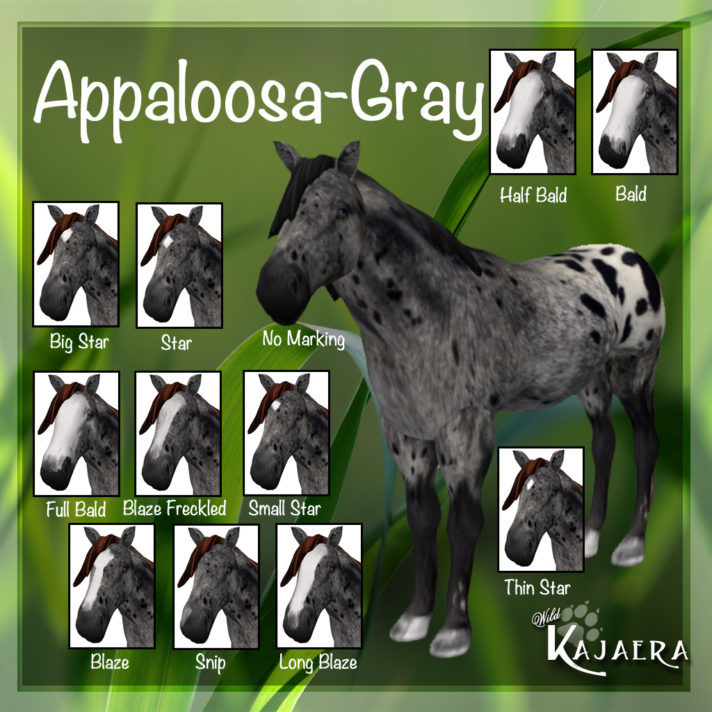 Appaloosa Gray