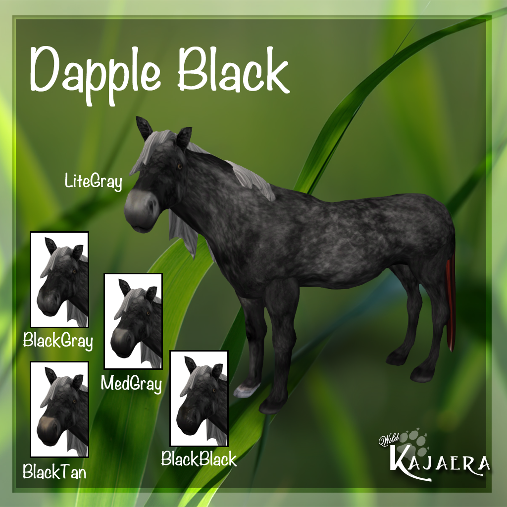 Dapple Black